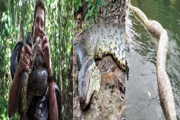 சுட்டுக்கொலை செய்யப்பட்ட உலகின் மிகப்பெரிய பாம்பு