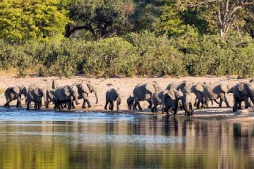 கடுமையான வறட்சி... குடிமக்களுக்கு உணவளிக்க ஆனை உட்பட 700 விலங்குகளை கொல்லும் நாடு