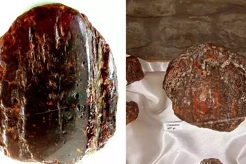 விலை மதிப்பற்ற அம்பர் கல்லை வீட்டு வாசலில் போட்டுவைத்த மூதாட்டி!