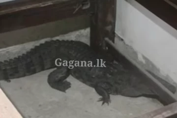 මේ මහ වැස්සේ සීතලේම.. විසාල කිඹුලෙක් නිදන කාමරයේ ඇඳ යටට රිංගලා..