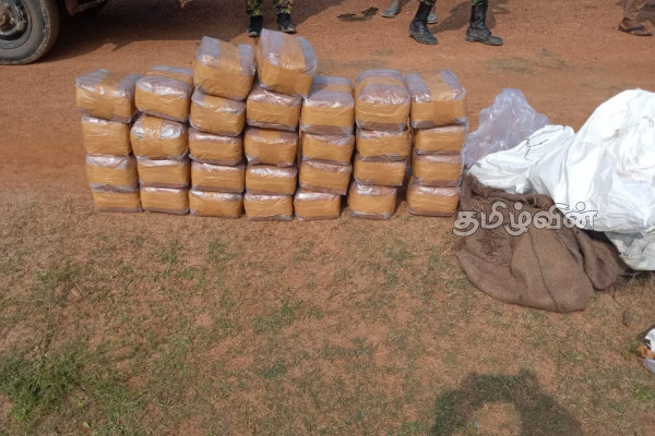 காட்டுப்பகுதியில் மறைத்து வைக்கப்பட்டிருந்த கஞ்சா பொதிகள் மீட்பு | Ganja Hidden In Forest Area Recovered Kilinohchi