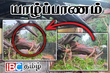 யாழில் வேருடன் சாய்ந்த 250 ஆண்டுகள் பழமையான அரசமரம்