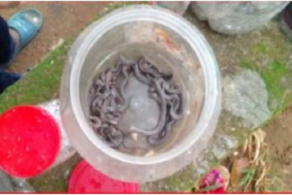 குருநாகல் பாடசாலையொன்றில் இருந்து ஏராளம் பாம்புகள் மீட்பு | Snakes Rescued From A Kurunegala School