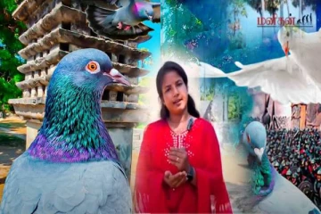 வரலாற்று சிறப்பு மிக்க யாழ் நெடுந்தீவு புறாக்கூடு... ஏன் அமைக்கப்பட்டது?