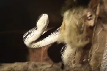 ஒழுகும் கூரையை சரி செய்யாத வீட்டு உரிமையாளர்... திடீரென ஒரு நாள் நடந்த திகில் சம்பவம்