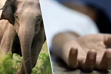 காட்டு யானை மோதி வாகனம் விபத்து : ஒருவர் மரணம் -16 பேர் காயம்