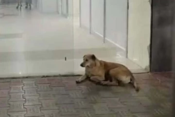 மரணமடைந்த உரிமையாளர்! 3 மாதங்களாக மருத்துவமனையில் காத்திருக்கும் நாய்