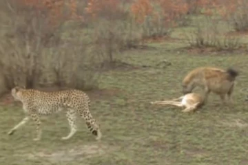 செத்தது போல கிடக்கும் மானின் நடிப்புக்கு ஆஸ்கார் விருது கொடுக்கலாம்.... உலக மகா நடிப்புடா சாமி!