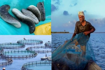 யாழில் இலட்சக்கணக்கான பணம் இலாபம் ஈட்டும் தொழில்: விண்ணப்பிக்க முந்தியடிக்கும் மக்கள்