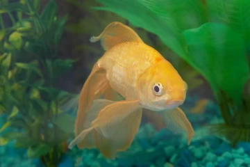 மீன் வளர்த்ததற்காக கூடுதல் வாடகை கேட்ட வீட்டின் உரிமையாளர் : வைரலாகும் புகைப்படம்