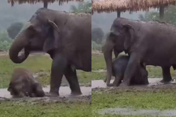 மழையில்  உருண்டு புரண்டு விளையாடும் குட்டி யானை.... எத்தனை முறை பார்த்தாலும் சலிக்காத காட்சி | Viral Video News Elephant