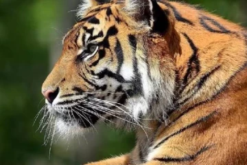 தமிழகத்தின் மாநில விலங்கு எது தெரியுமா? முழு விவரங்கள்