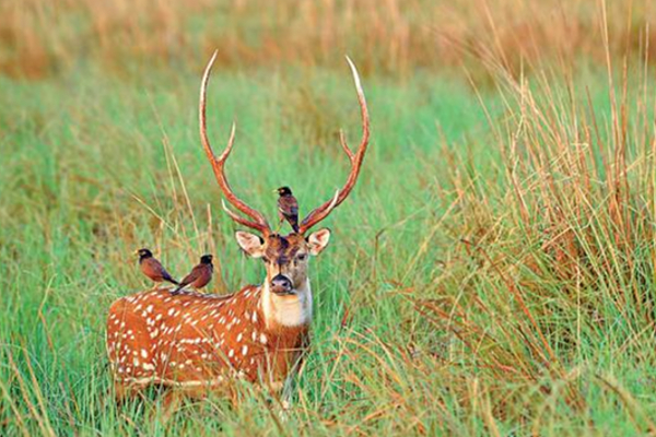 மானை வேட்டையாடிய மூவருக்கு நேர்ந்த கதி! | Three Arrested For Hunting Deer