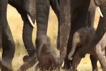 யானை பிறந்து ஒரு மணி நேரத்தில் நடக்கும் அதிசயம்…  எழுந்து நடைபழகும் அரிய காட்சி! வியப்பில் மூழ்கிய மில்லியன் பேர்