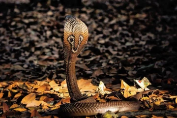 கொழும்பில் சக்திவாய்ந்த காளியம்மன் கோயிலில் வந்து செல்லும் விசித்திர நாகம்