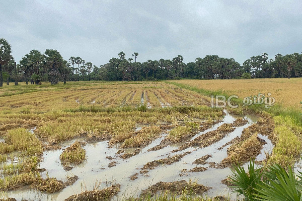 சீரற்ற காலநிலை காரணமாக விவசாயிகள் பாதிப்பு | Mannar Kilinochchi Rain Weather Farmers Affected