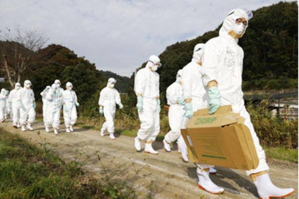 ஜப்பானில் கொல்லப்பட்ட ஒன்றரை லட்சம் கோழிகள்- வெளியான அதிர்ச்சி தகவல் | World