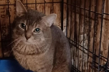 கனடாவில் வீடு ஒன்றிலிருந்து நூற்றுக்கும் மேற்பட்ட பூனைகள் மீட்கப்பட்டுள்ளன