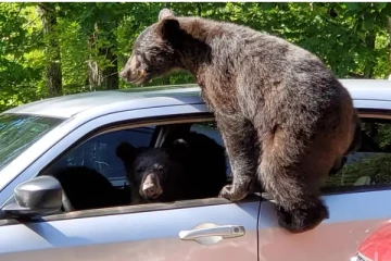 ஆர்வக்கோளாறால் காருக்குள் சிக்கிக்கொண்ட கரடி!