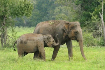 දුම්රියට බිලිවන වන අලින් බේරාගැනීමේ මෙහෙයුම ඇරඹේ - ආරක්ෂක පස් බැමි ඉදි කෙරේ