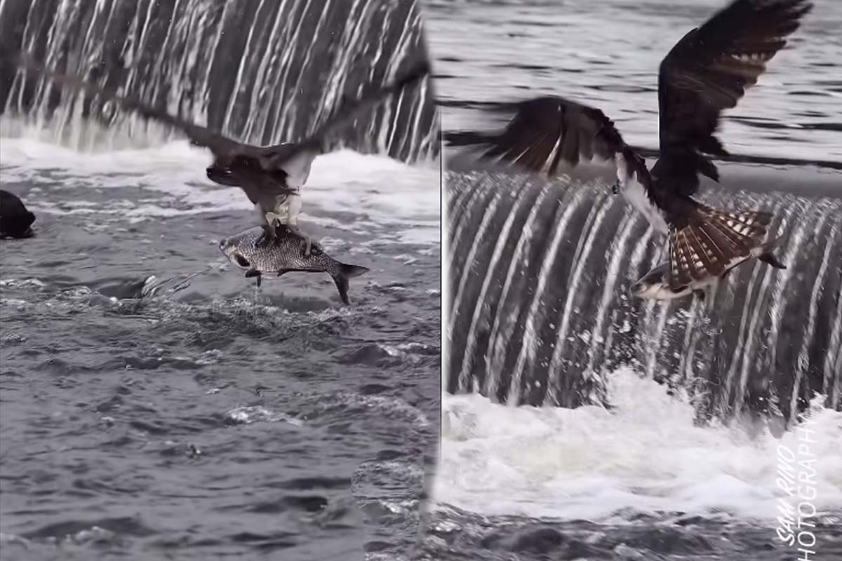 Viral Video: ராட்சத மீனுடன் பறந்த கழுகுக்கு நிகழ்ந்த சோகம்... நம்பமுடியாத காட்சி | Osprey Catching Big Fish Leaving On The Sea Viral Video: ராட்சத மீனுடன் பறந்த கழுகுக்கு நிகழ்ந்த சோகம்... நம்பமுடியாத காட்சி | Osprey Catching Big Fish Leaving On The Sea