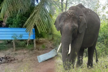 கடையை உடைத்து சீனி பைகளை வீதியில் வீசிய யானை; புதுக்குடியிருப்பில் சம்பவம்