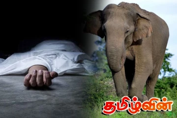 காட்டு யானை தாக்கி குடும்பஸ்தர் மரணம்