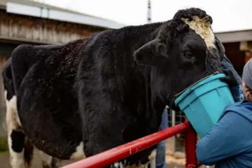 உலக கின்னஸ் சாதனை படைத்த காளை