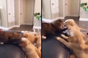 சுற்றி சுற்றி பூனையிடம் விளையாடும் நாய்குட்டிகள்- காண்போரை ரசிக்க வைத்த அழகிய காணொளி!