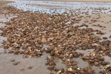 பிரித்தானிய கடற்கரை ஒன்றில் அசைவின்றி கிடத்த ஆயிரக்கணக்கான நண்டுகள்: நல்ல விடயமாம்