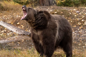 கரடியிடம் ஒரு வாரமாக தனியாக மாட்டிக்கொண்ட நபர்! அதிர்ஷ்டவசமாக உயிர்தப்பிய சம்பவம்
