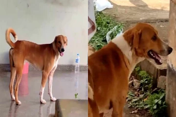 இறந்துபோன எஜமானுக்காக 4 மாதங்களாக காத்திருக்கும் நாய்; நெகிழவைத்த சம்பவம்