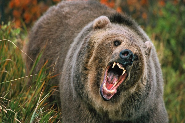 கரடியின் தாக்குதலில் சிவில் பாதுகாப்பு படை சிப்பாய் படுகாயம் | Civil Defense To Be Attacked By A Bear