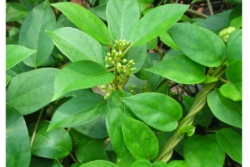 நீரிழிவு நோயாளிகளுக்கு நிரந்தரவு தீர்வு தரும் ஒரே மூலிகை! எப்படி சாப்பிடலாம்?