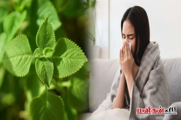 இந்த இலையை தினமும் சாப்பிடுங்க - நாள்பட்ட நெஞ்சு சளி இல்லாமல் போகும்