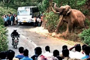 யானை தாக்குதலுக்கு பலியான வயோதிபர்!