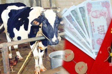 ஒரே இரவில் கோடீஸ்வரர் ஆக முடியுமா? பசுவிற்கு இந்த உணவை கொடுத்தால் போதும்