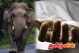 திருகோணமலையில் யானை தாக்கி குடும்பஸ்தர் பரிதாப மரணம்