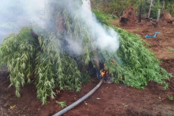 தனமல்வில பகுதியில் பெருந்தொகையான கஞ்சா செடிகள் முற்றுகை(Photos)