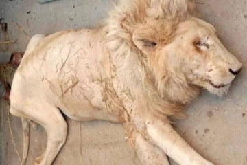 உயிருக்கு போராடும் சிங்கம்: கலங்க வைக்கும் புகைப்படங்கள் வெளியானது