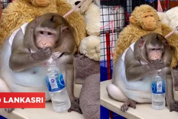 உடல் பருமனால் அவதிப்பட்டுவந்த 'காட்ஜில்லா' குரங்கை மீட்ட வனத்துறையினர்!