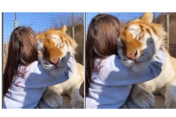 புலிக்கு முத்தமிட்டு, கட்டியணைத்த பெண்... - வைரலாகும் வீடியோ...!