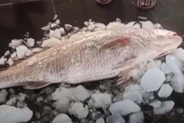 வலையில் சிக்கிய ஒரே ஒரு மீன்: லட்சாதிபதியாக மாறிய மீனவர்! அப்படியென்ன ஸ்பெஷல்