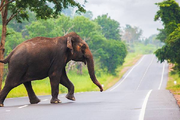 யானையின் தாக்கி விவசாயி உயிரிழப்பு | Farmer Dies In Elephant Attack