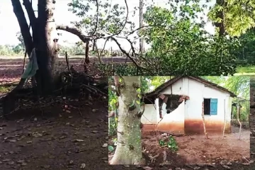 தொடரும் காட்டு யானையின் அட்டகாசம்: பொதுமக்கள் விசனம்