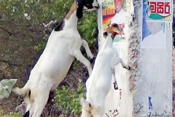 கிளிநொச்சியில் கூலித்தொழிலாளி ஒருவரின் நேர்மையான செயல் - குவியும் பாராட்டுக்கள்