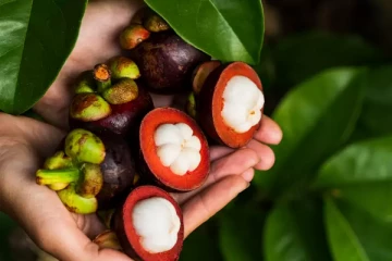 பலவிதமான நன்மைகளை தரக்கூடிய அரிய பழம்!