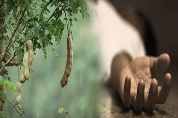 திருகோணமலையில் புளியம்பழம் பறிக்க சென்றவருக்கு நேர்ந்த கதி