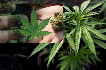 කංසා ගැන පුදුම හිතෙන හෙළිදරව්වක්.