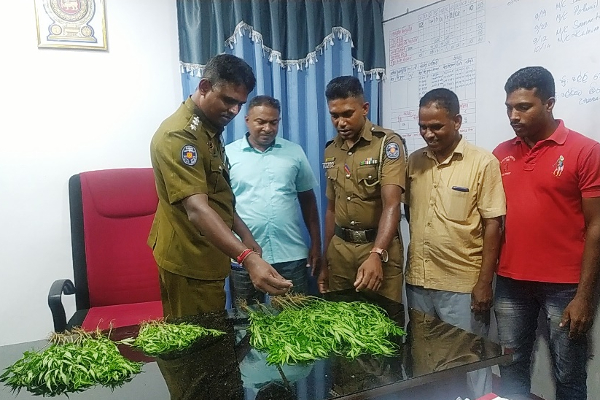 கஞ்சா செடிகளை வீட்டு தோட்டத்தில் வைத்திருந்தவர் தீபாவளி தினத்தில் கைது! | A Man Who Kept Cannabis Plants Arrested Diwali